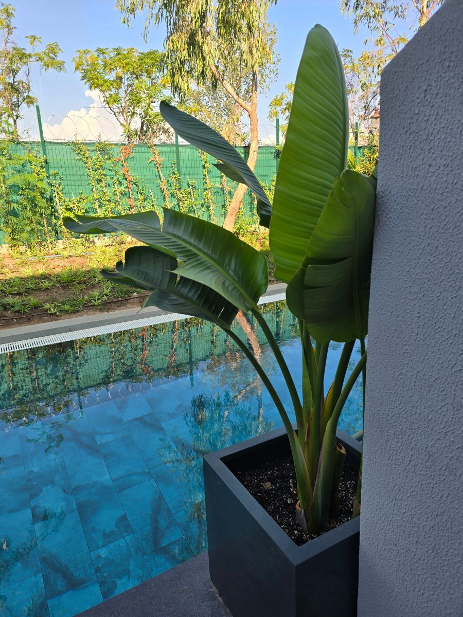 德尔芬迪瓦高级酒店-旅行者