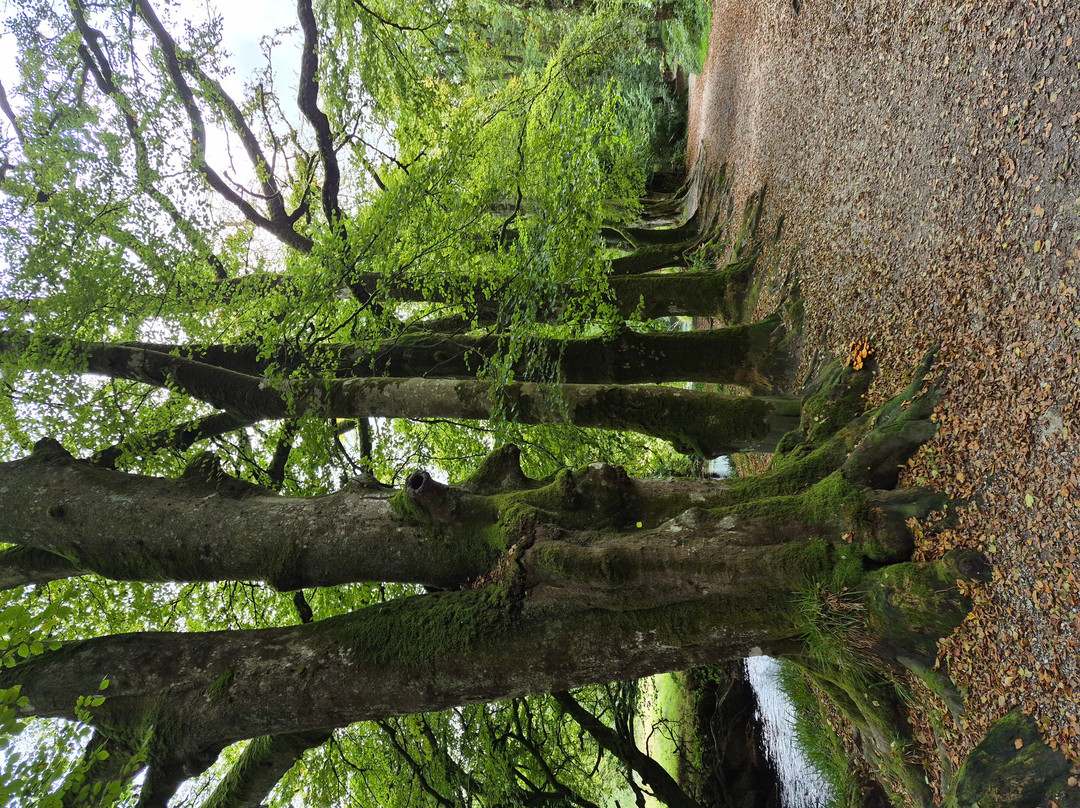 Golitha Falls-利斯卡德必去景点