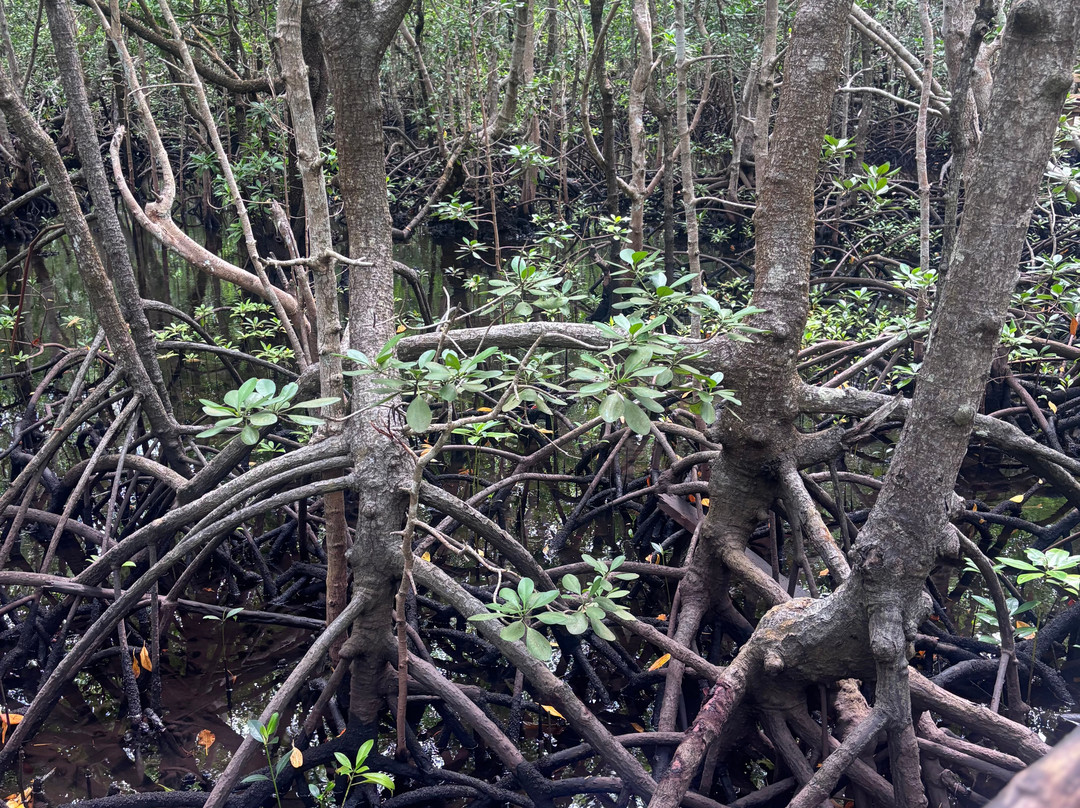Jozani Chwaka Bay National Park-桑给巴尔岛必去景点