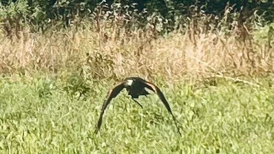 North Devon Hawk Walks-South Molton必去景点