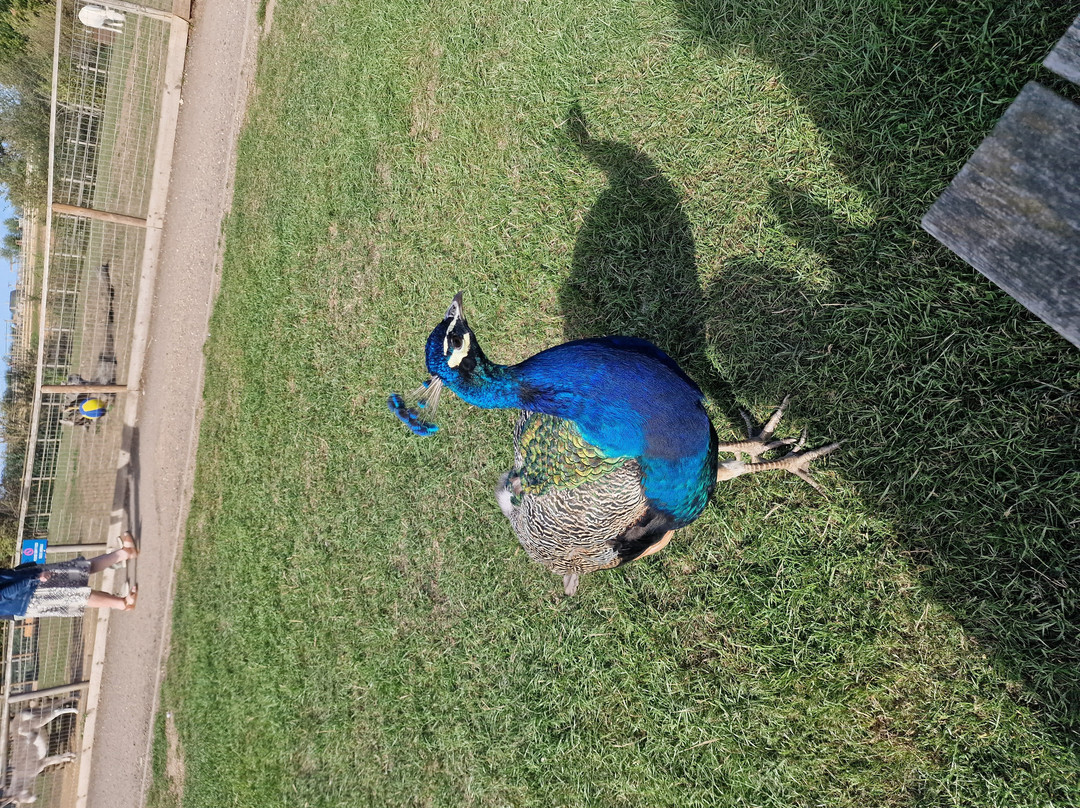 Jimmy's Farm & Wildlife Park-伊普斯威奇必去景点