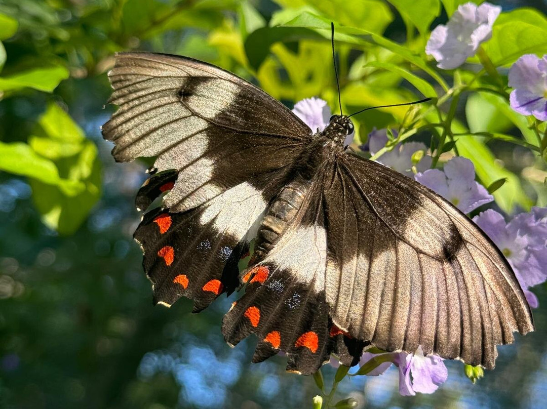 Bribie Island Butterfly House-Bongaree必去景点