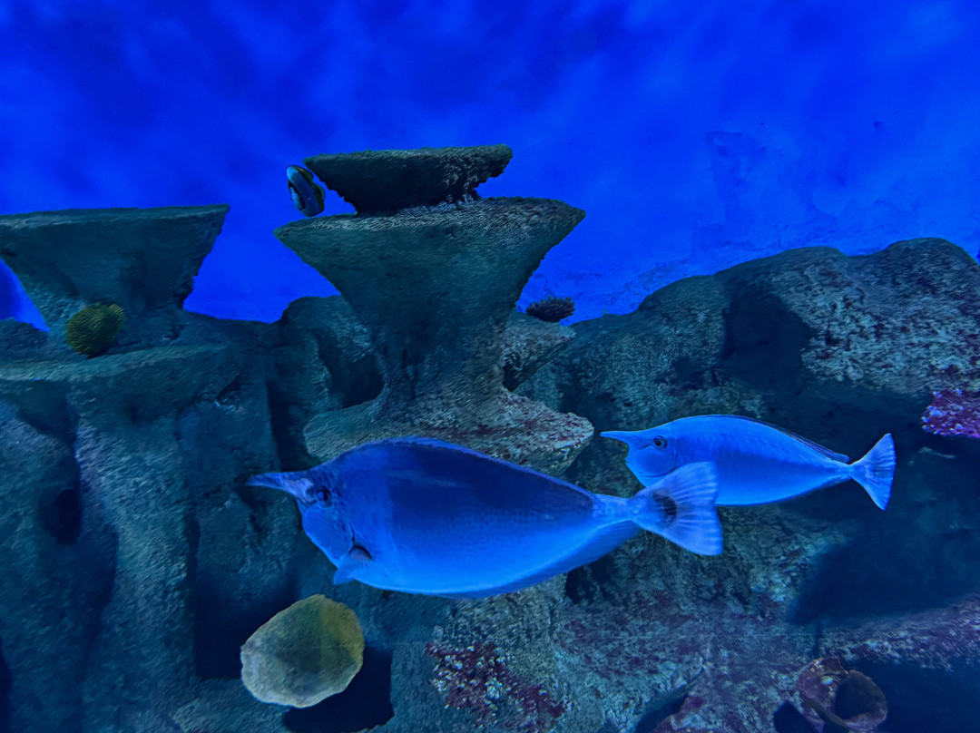 Aquárium Costa de Almería-滨海罗克塔斯必去景点