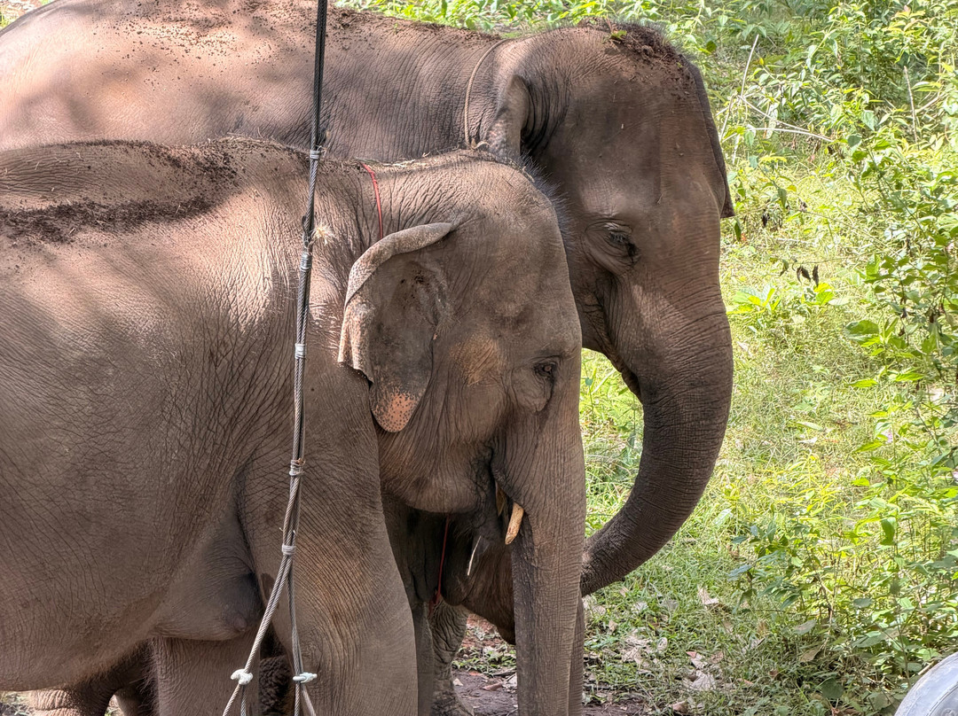 Blue Daily Elephant Care Sanctuary-清迈必去景点