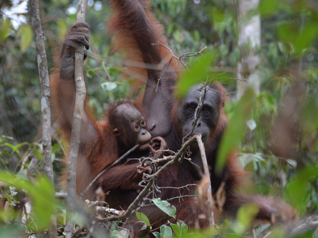 Orangutan Houseboat Tour-Kumai必去景点