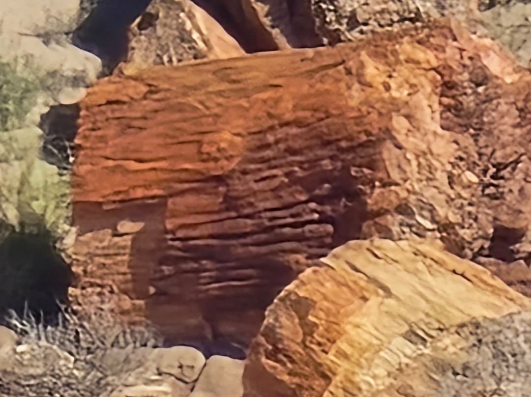 Petrified Forest National Park-霍尔布鲁克必去景点