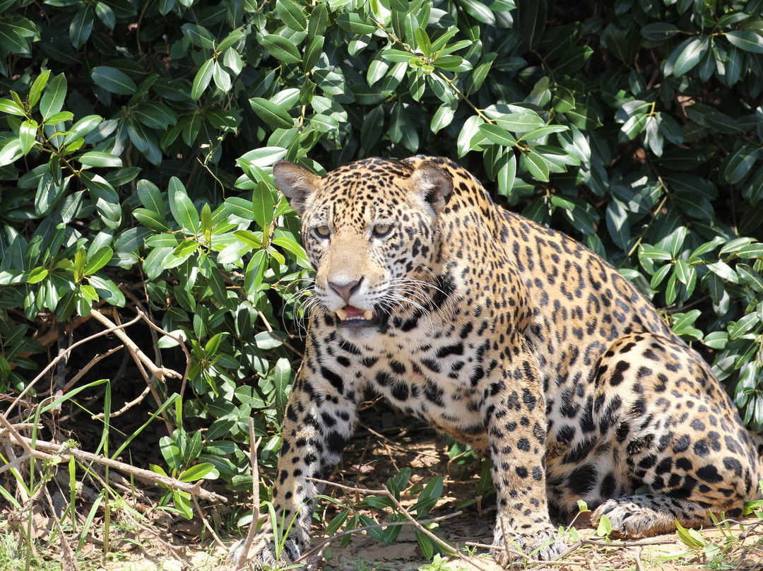 Journey With Jaguars-Porto Jofre必去景点