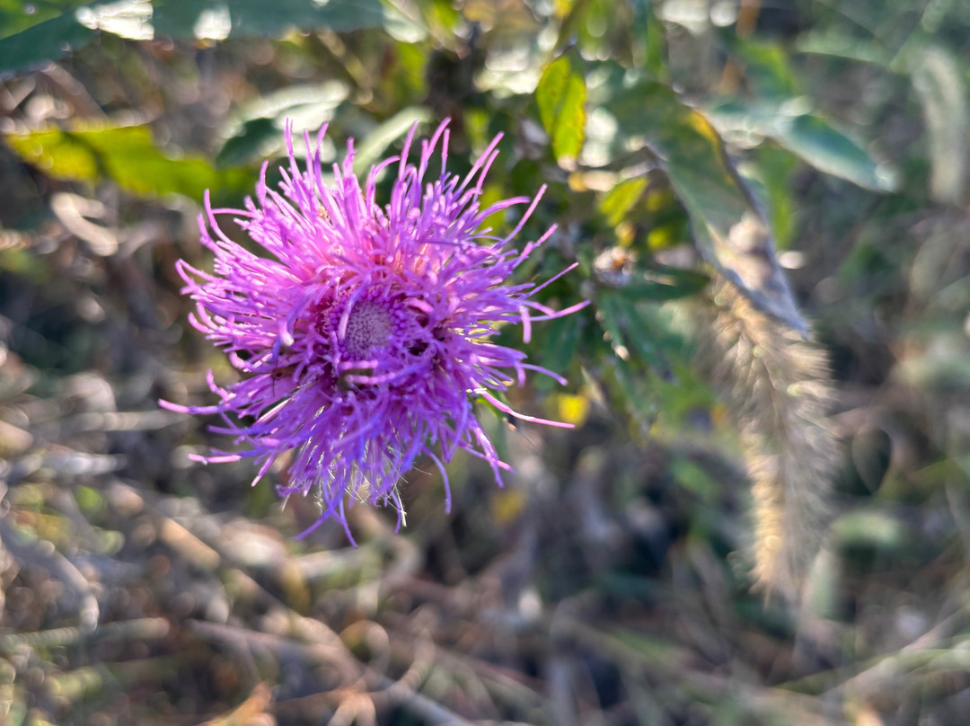 Tallgrass Prairie National Preserve-Strong City必去景点