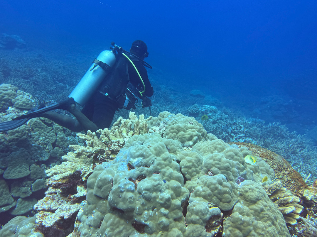 Big Blue Scuba Diving-维拉港必去景点