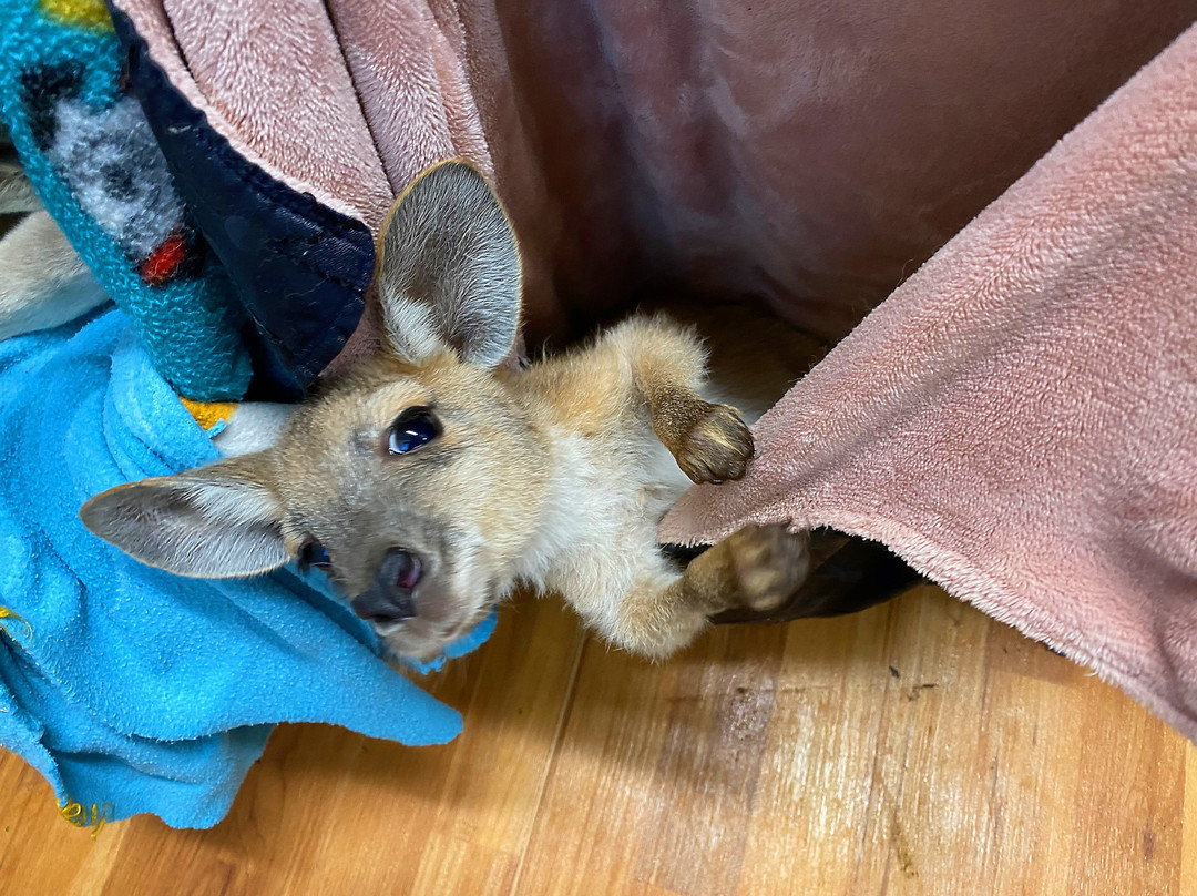 Lisa’s Kangaroo Retreat-Port Hedland必去景点