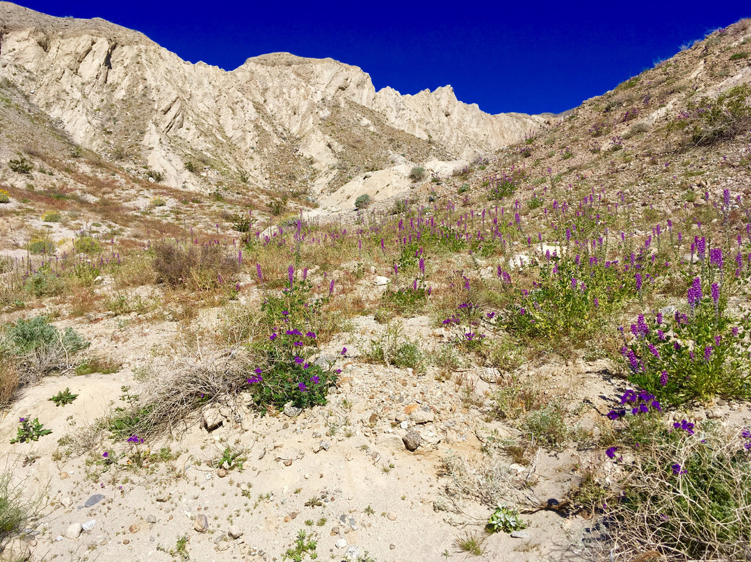 Anza-Borrego Desert State Park