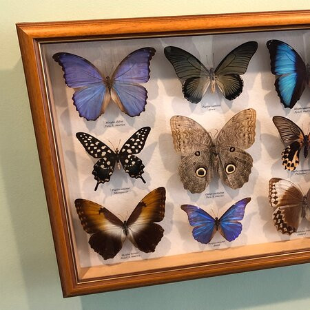 The Original Mackinac Island Butterfly House & Insect World景点图片
