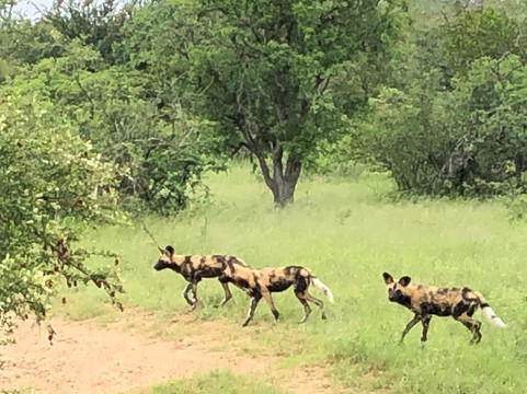 Ntombi Safaris-霍德斯普鲁特必去景点