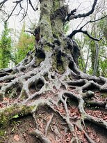 Balrath Woods-Burtonstown必去景点