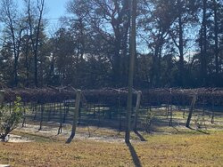 Wild Stallion Vineyards-斯普林必去景点