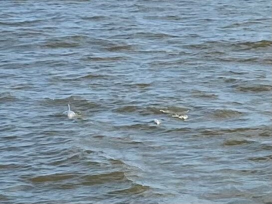 Betsy Ann Riverboat-Bay Saint Louis必去景点