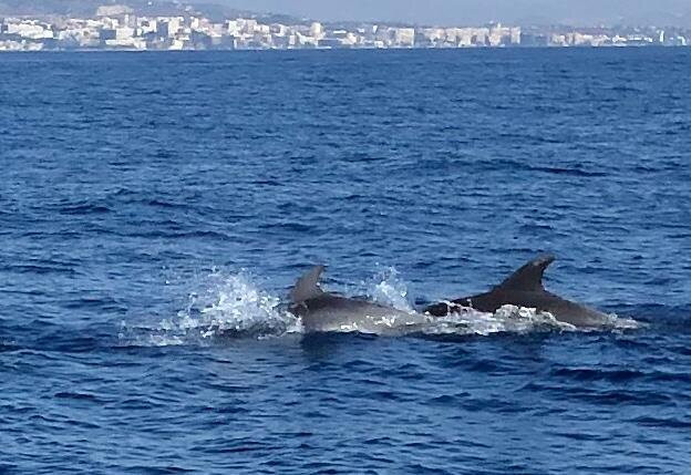 Sama Charter-班纳玛德纳必去景点