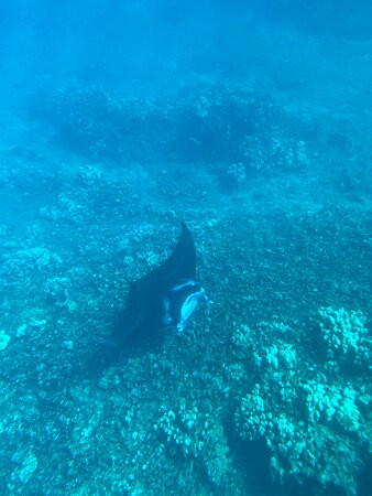 Maui Snorkel Tours景点图片