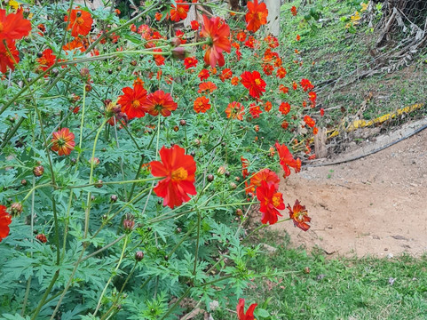 圣安东尼奥杜皮尼亚尔酒店住宿-Pousada Cores E Flores da Serra