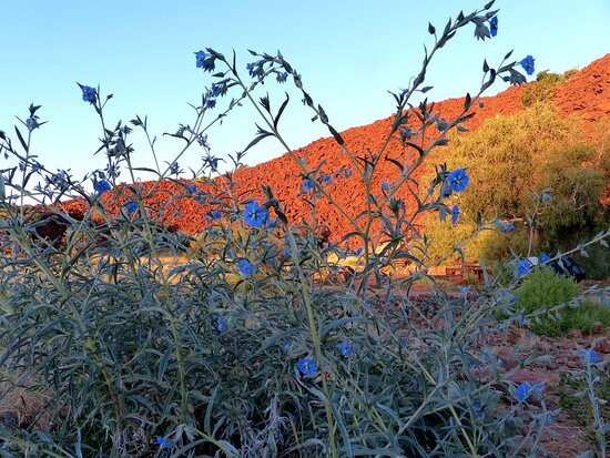 Murujuga National Park-Dampier必去景点