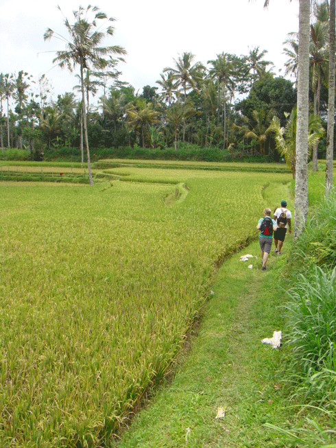 Bali 2000 Cycling - Day Tours景点图片