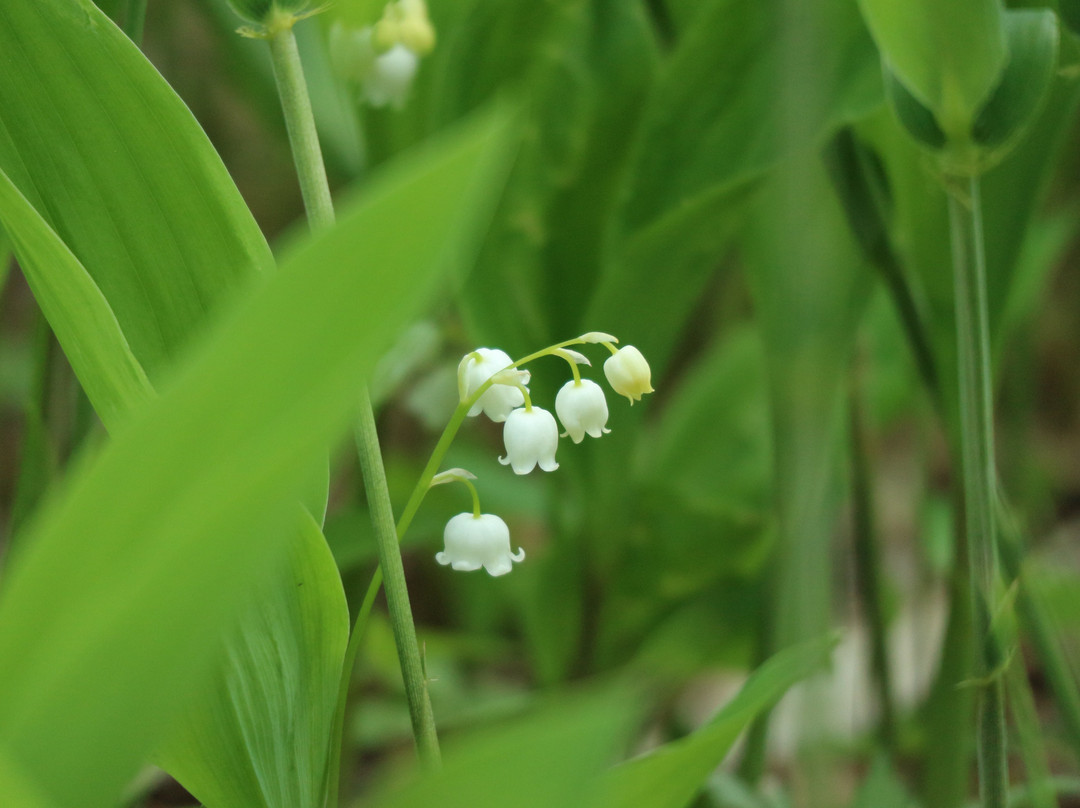 Memu Colony of a Lily of the Valley-平取町必去景点