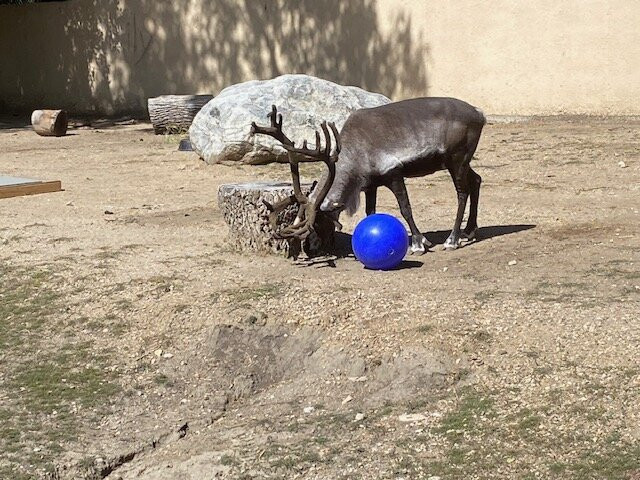 Roosevelt Park Zoo-Minot必去景点