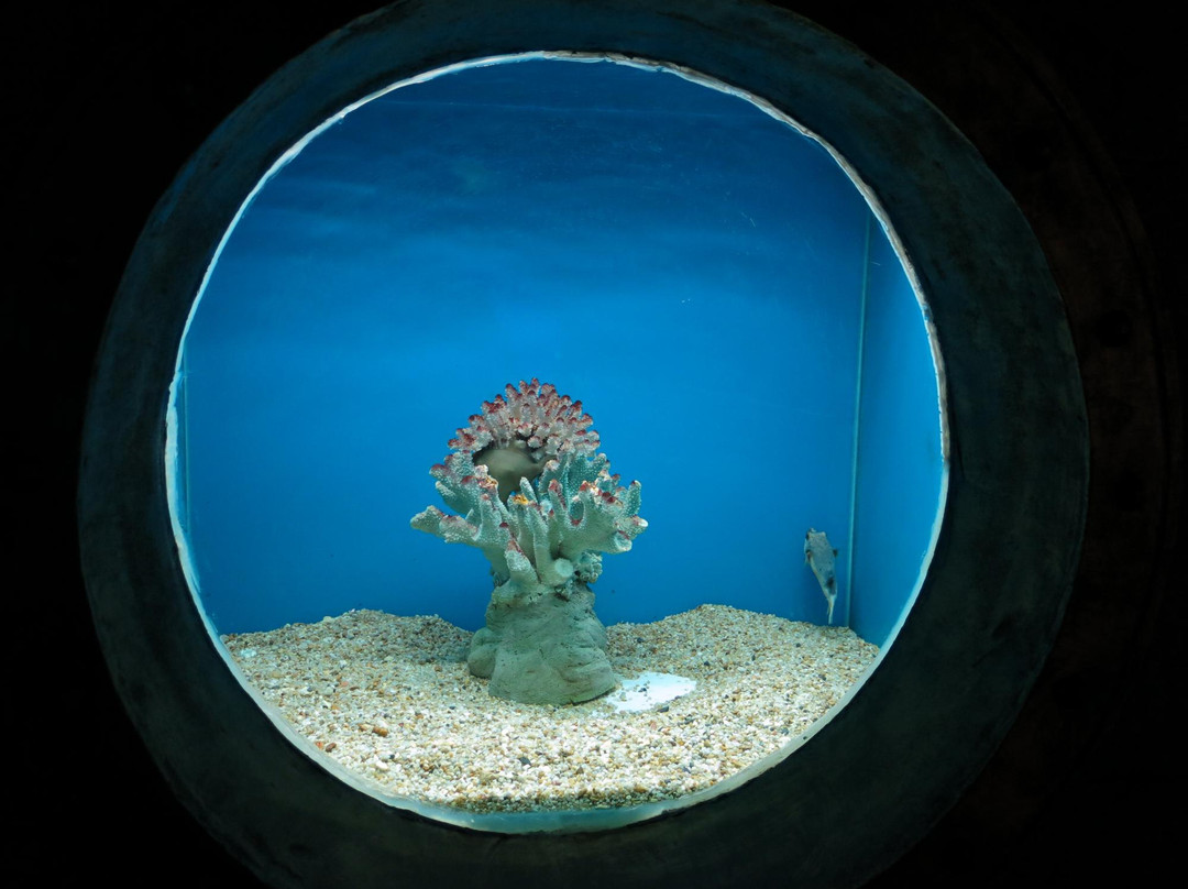 还珠堂世界贝类珊瑚展览馆景点图片