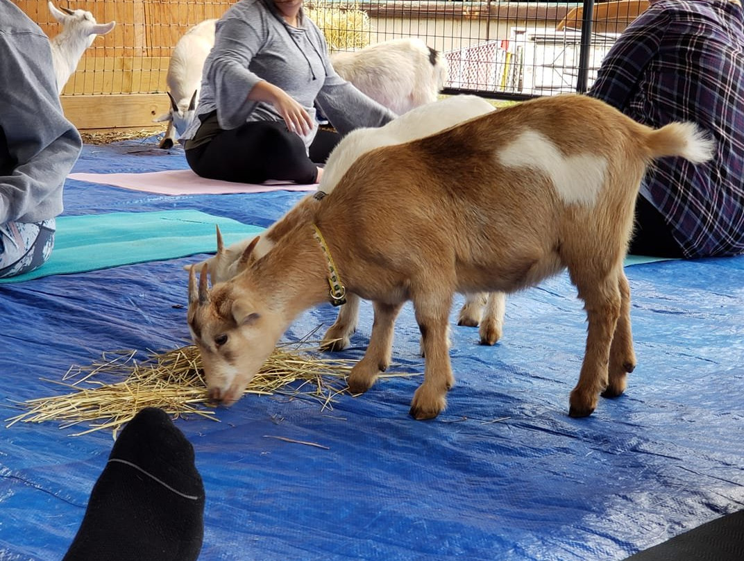 Goat Yoga at Nadeau Farm景点图片