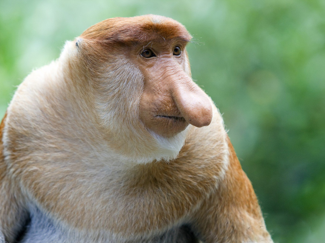 Borneo Authentic Adventure-兵南邦必去景点