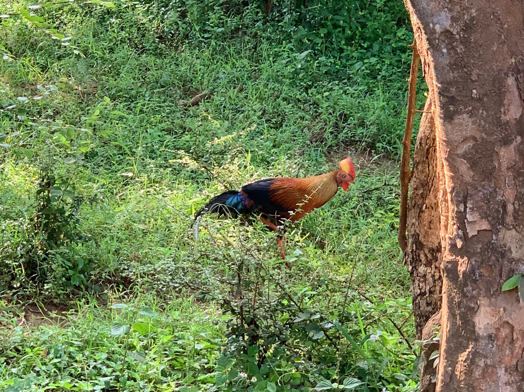 Nehansa Resort And Safari主图