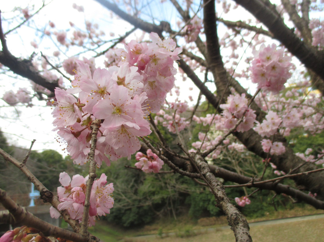 Shiroyama Park景点图片