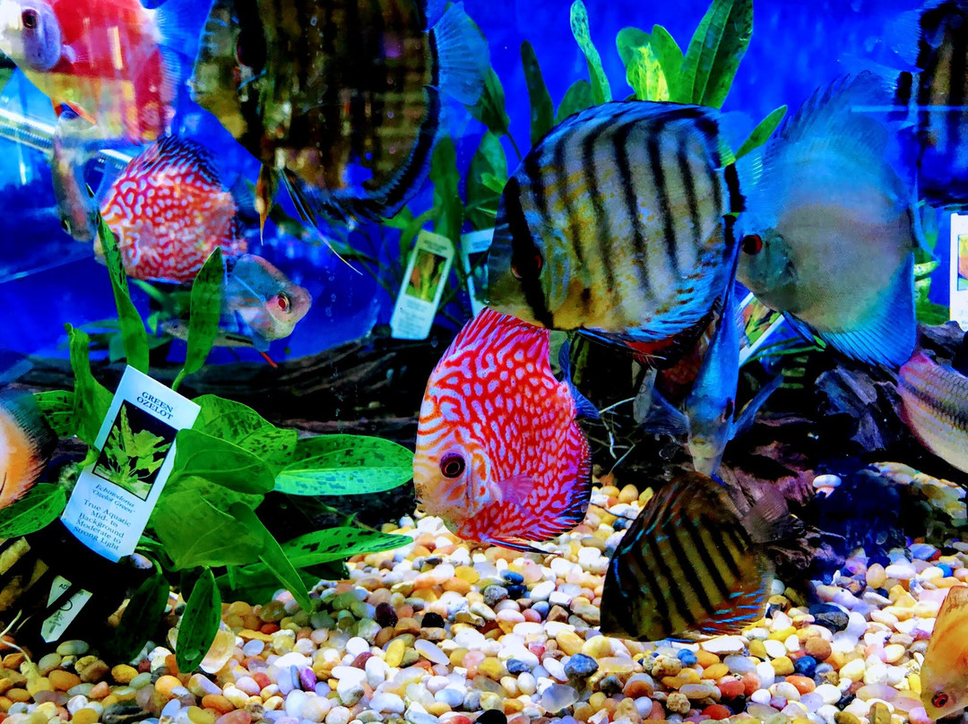 Neptunes Aquariums-海厄利亚必去景点