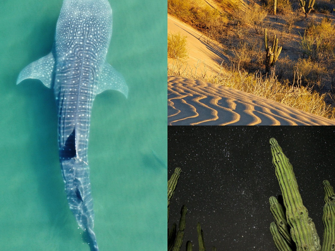 Rancho Cactimar Desert & Sea Eco-Ranch-拉巴斯必去景点