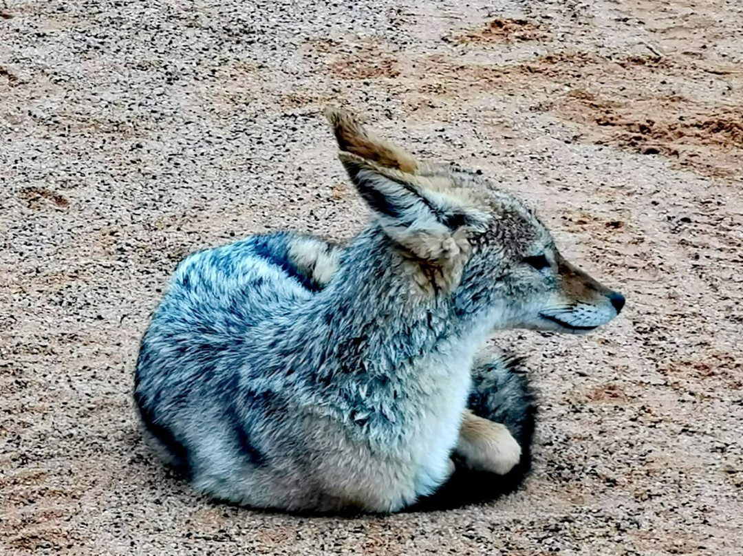 Dinokeng Game Reserve-哈曼斯克拉尔必去景点