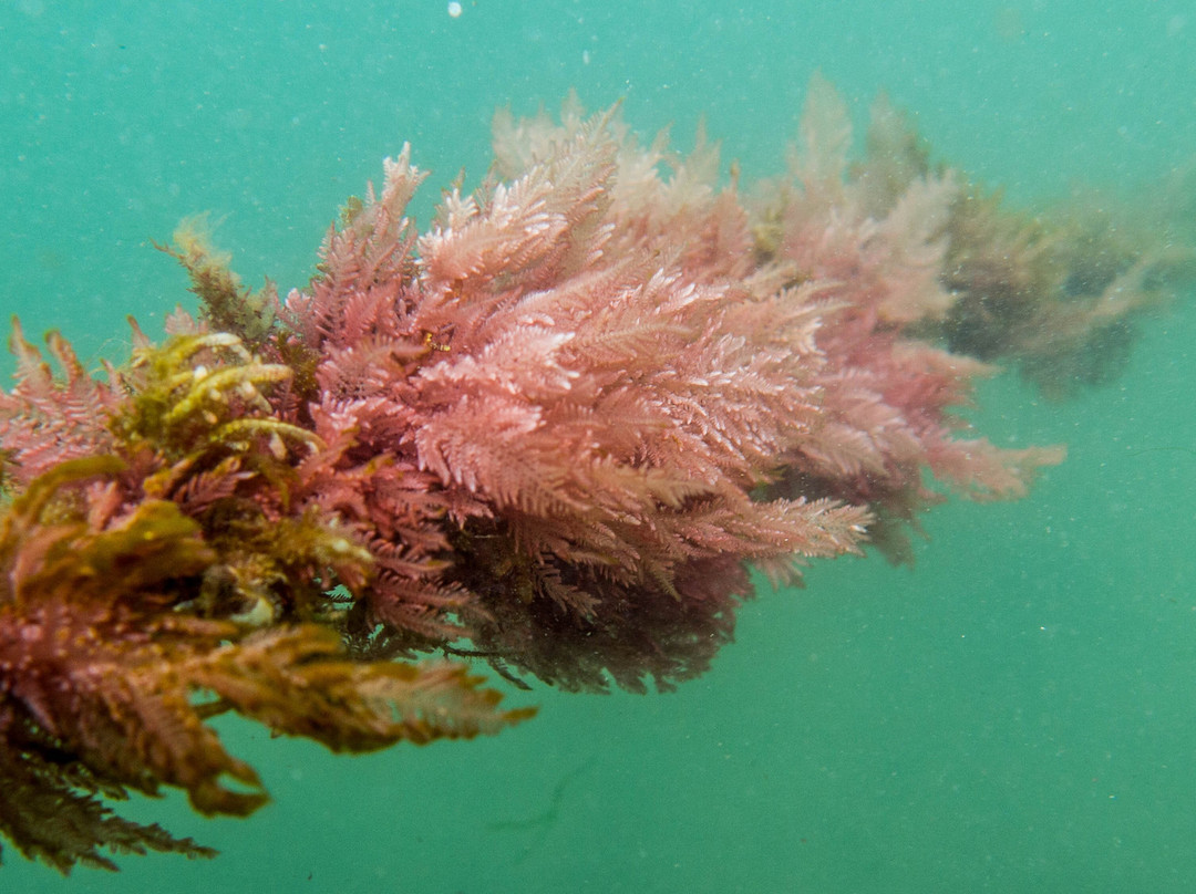 Praia Ponta Azeda-伊利亚贝拉必去景点