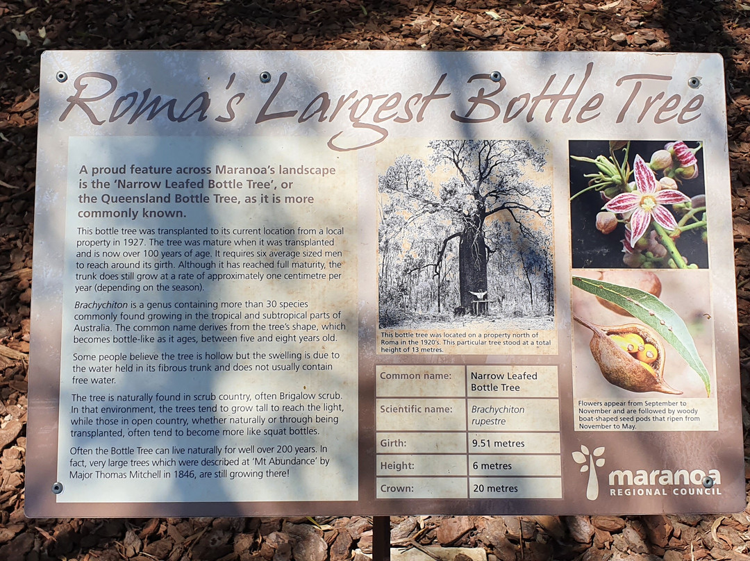 Roma's Biggest Bottle Tree-Roma必去景点