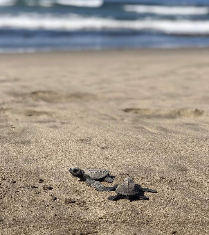 Campamento Tortuguero Playa Hermosa景点图片