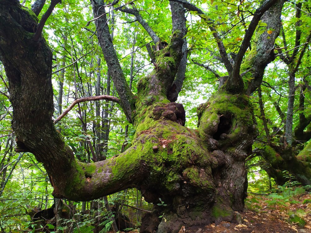 Ruta De Los Castanos Centenarios景点图片