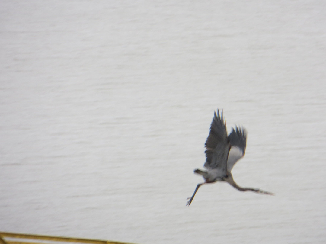 Piney Point Park-Queen City必去景点