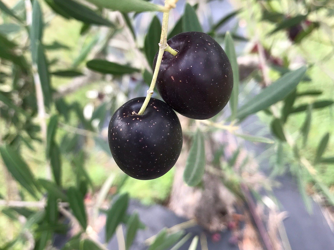 Texas Hill Country Olive Company-Dripping Springs必去景点