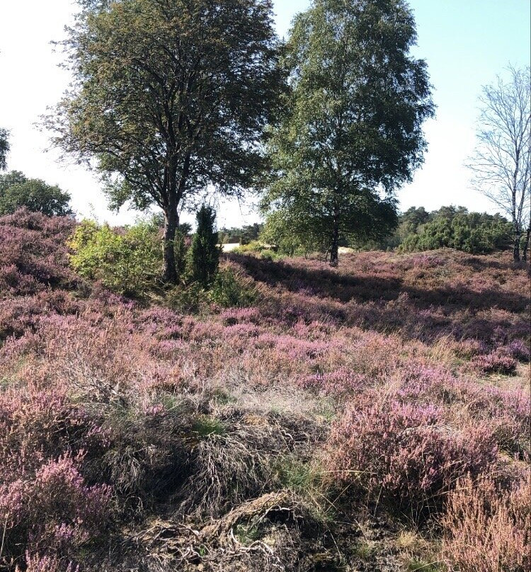 Kootwijkerzand-Kootwijk必去景点