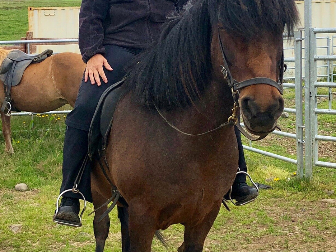 Lýtingsstadir Riding Tours-Varmahlid必去景点