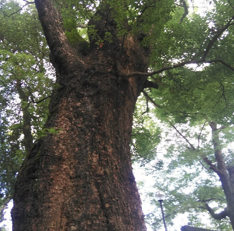 Gojyo Shrine-汤河原町必去景点