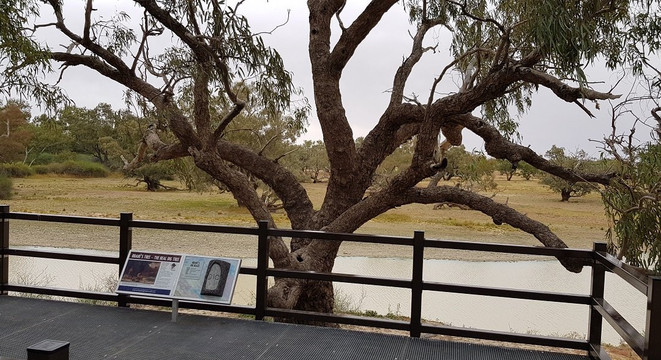 Burke and Wills Tree-Thargomindah必去景点