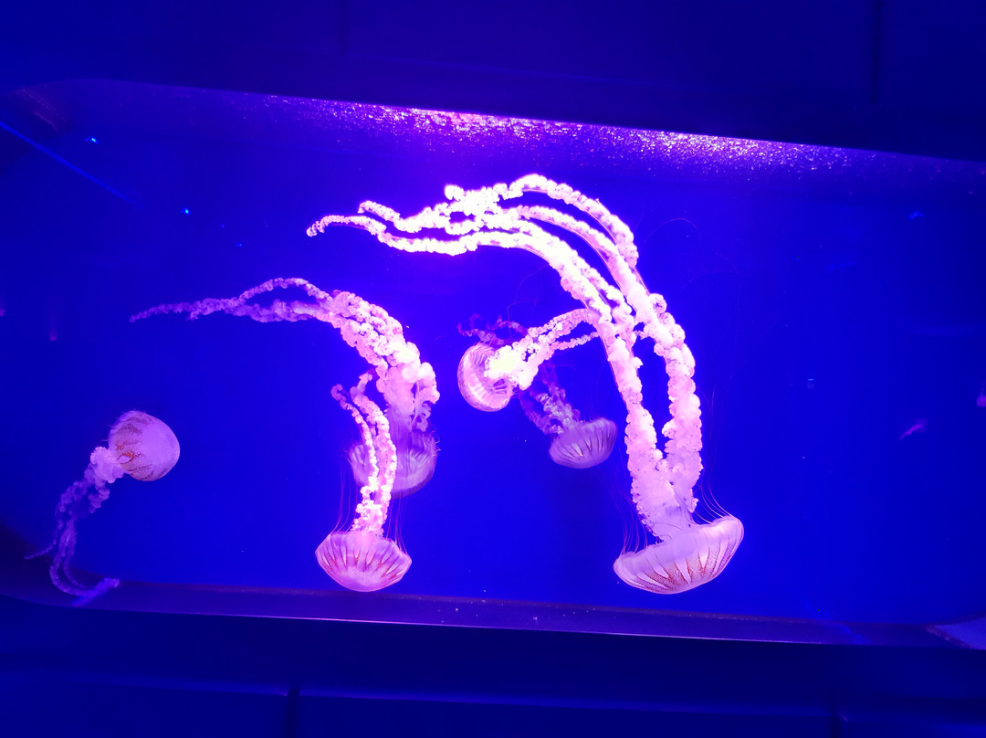 Jellyfish Museum-基辅必去景点