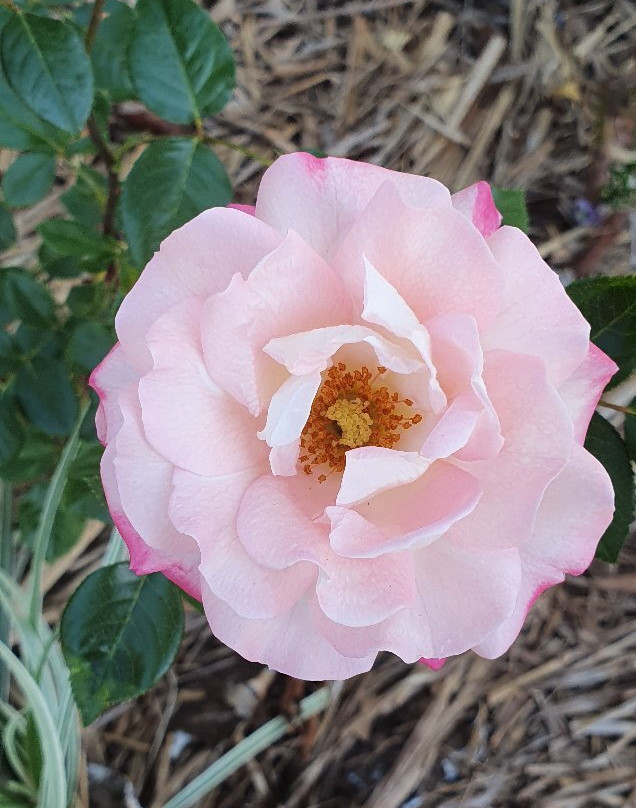 阿瑟顿假日公园主图