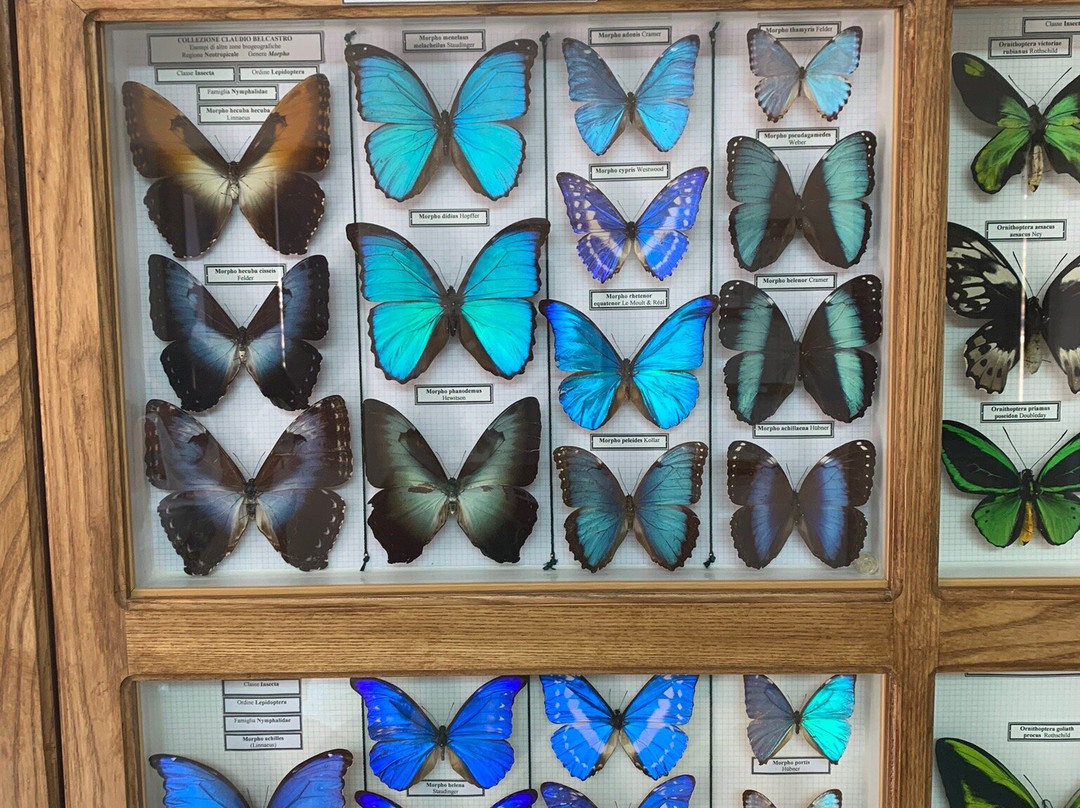 Museo Della Biodiversita景点图片