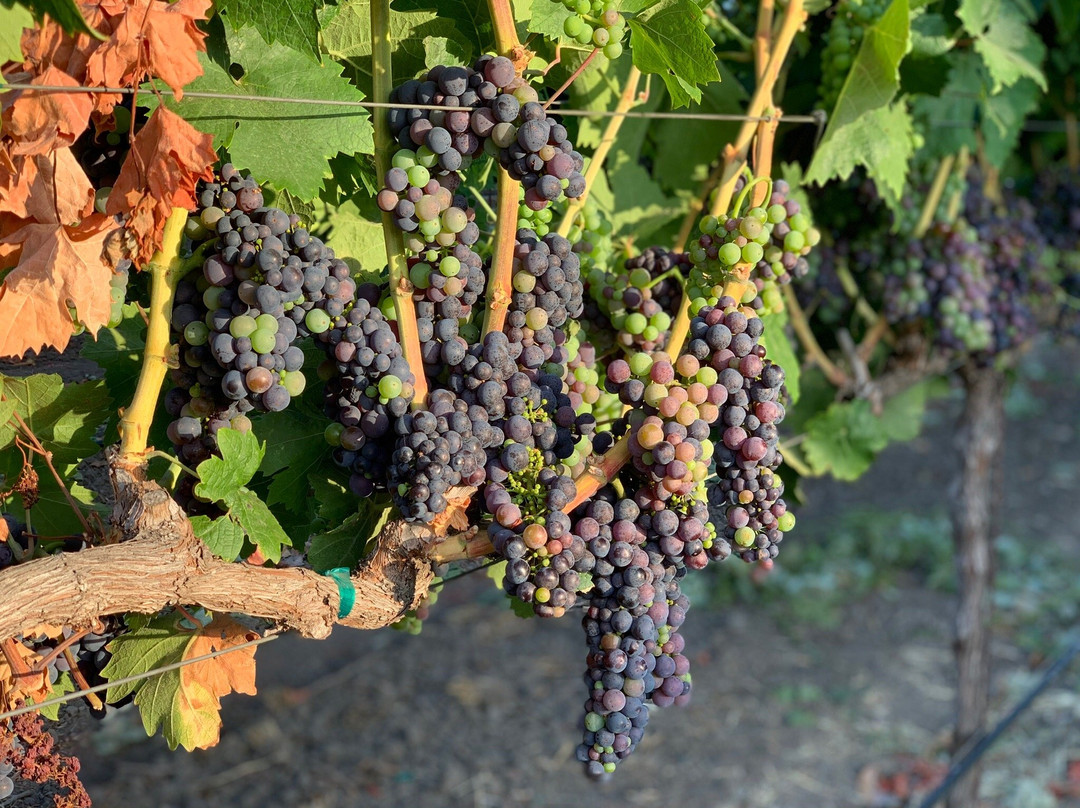 Delorimier Winery Vineyard Farmstay主图