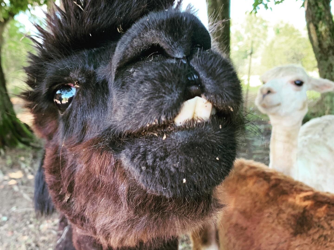 Rocking Chair Farm-Corryton必去景点